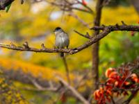 Mönchsgrasmücke auf Ast